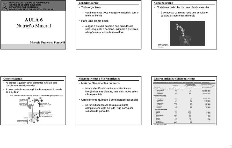 atmosfera Conceitos gerais O sistema radicular de uma planta vascular é composto com uma rede que envolve e captura os nutrientes minerais Marcelo Francisco Pompelli Fonte: Campbell & Reece, 2007.