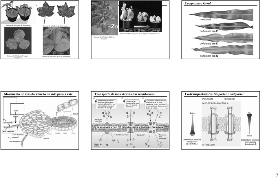 raiz Transporte de íons através das membranas Cotransportadores, Sinporter e Antiporter H 2 PO 4 Uma bomba de prótons gera uma diferença de concentração de e um potencial de membrana.