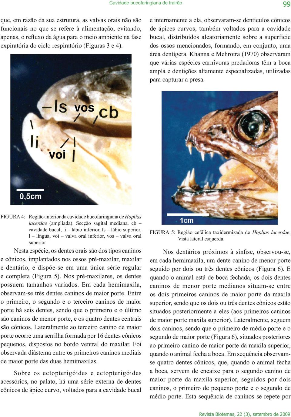 e internamente a ela, observaram-se dentículos cônicos de ápices curvos, também voltados para a cavidade bucal, distribuídos aleatoriamente sobre a superfície dos ossos mencionados, formando, em