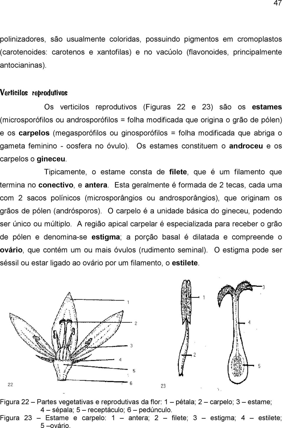 ou ginosporófilos = folha modificada que abriga o gameta feminino - oosfera no óvulo). Os estames constituem o androceu e os carpelos o gineceu.