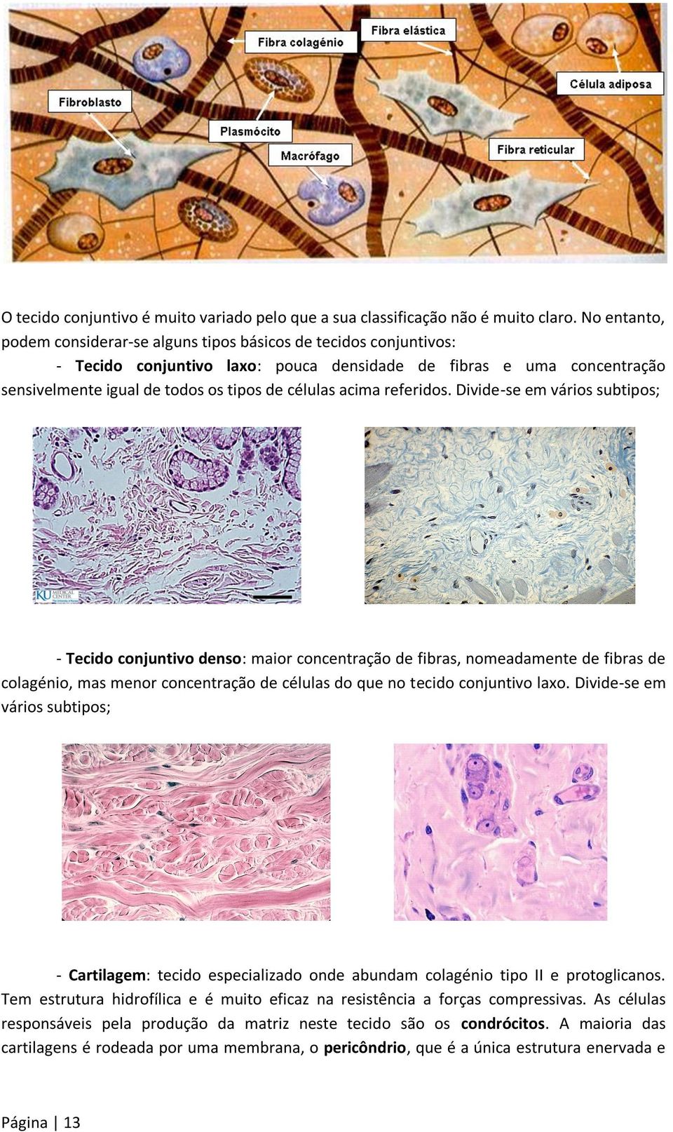 acima referidos.