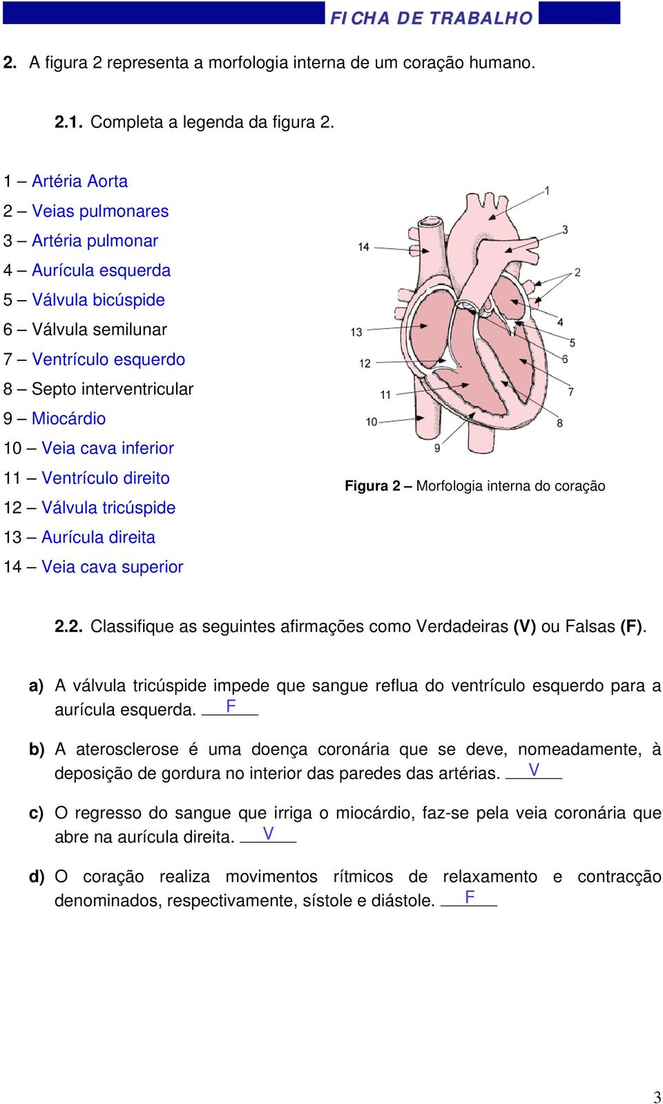 Ventrículo direito 12 Válvula tricúspide 13 Aurícula direita 14 Veia cava superior Figura 2 Morfologia interna do coração 2.2. Classifique as seguintes afirmações como Verdadeiras (V) ou Falsas (F).
