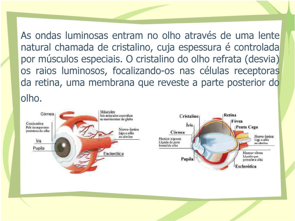 O cristalino do olho refrata (desvia) os raios luminosos, focalizando-os