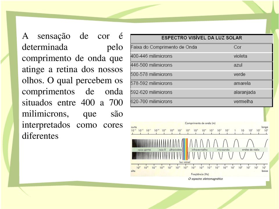 O qual percebem os comprimentos de onda situados