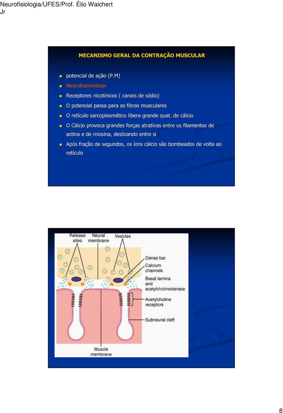 musculares O retículo sarcoplasmático libera grande quat.