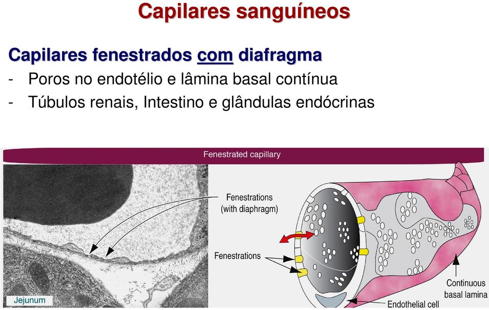endotélio e lâmina basal contínua -