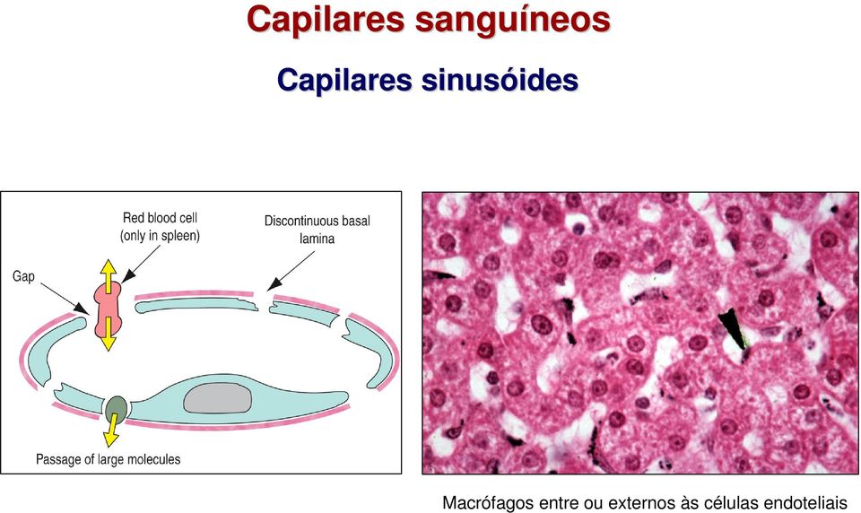 Macrófagos entre ou