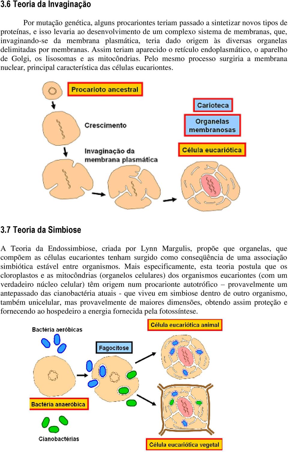 Assim teriam aparecido o retículo endoplasmático, o aparelho de Golgi, os lisosomas e as mitocôndrias.