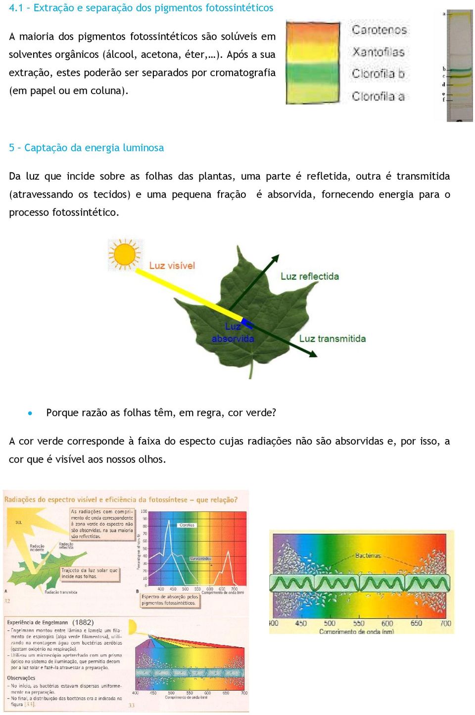 5 Captação da energia luminosa Da luz que incide sobre as folhas das plantas, uma parte é refletida, outra é transmitida (atravessando os tecidos) e uma pequena