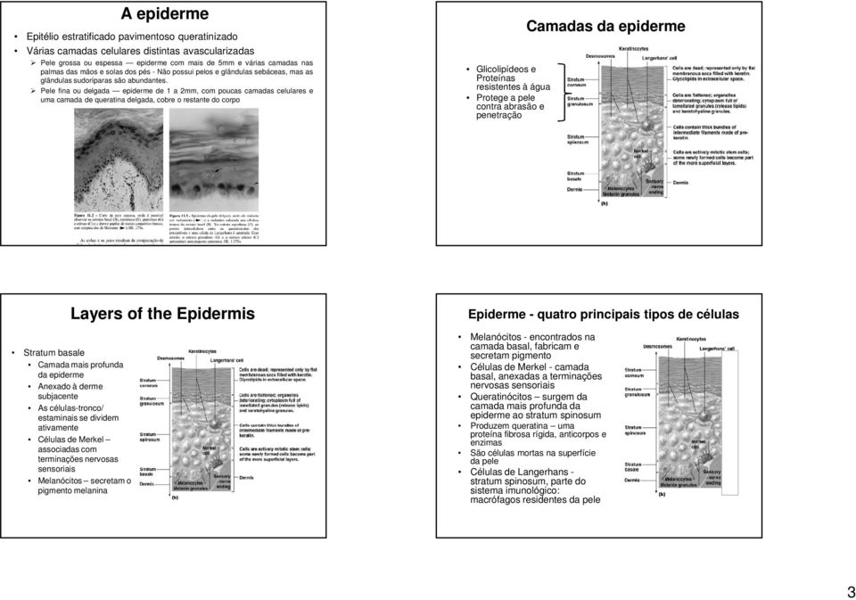 Pele fina ou delgada epiderme de 1 a 2mm, com poucas camadas celulares e uma camada de queratina delgada, cobre o restante do corpo Glicolipídeos e Proteínas resistentes à água Protege a pele contra