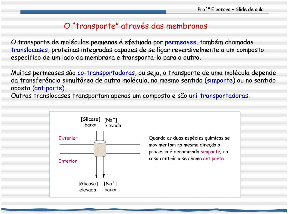 Muitas permeases são co-transportadoras, ou seja, o transporte de uma molécula depende da transferência simultânea de outra molécula, no mesmo sentido (simporte) ou no sentido oposto