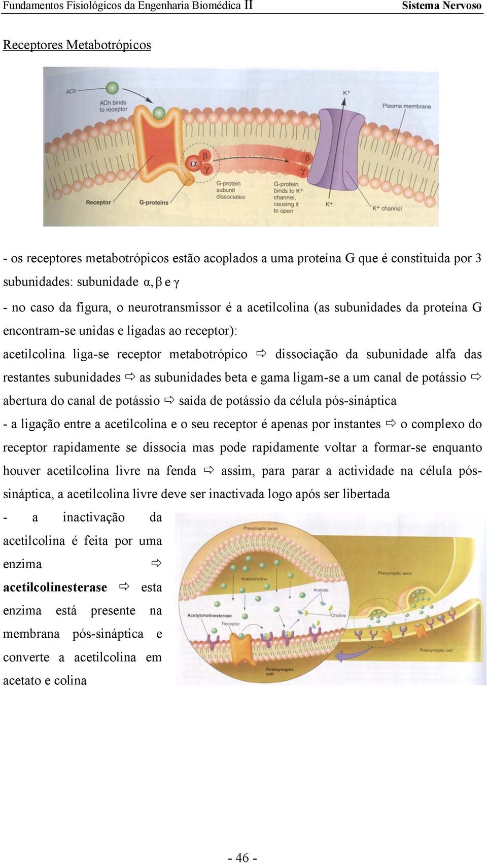 subunidades beta e gama ligam-se a um canal de potássio abertura do canal de potássio saída de potássio da célula pós-sináptica - a ligação entre a acetilcolina e o seu receptor é apenas por