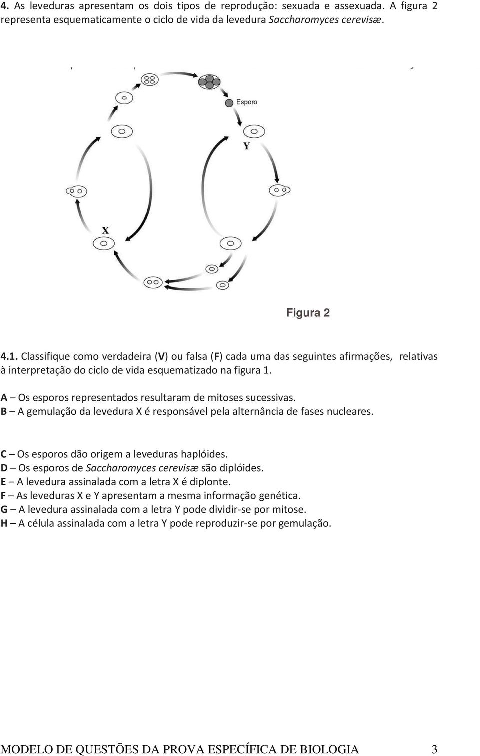 A Os esporos representados resultaram de mitoses sucessivas. B A gemulação da levedura X é responsável pela alternância de fases nucleares. C Os esporos dão origem a leveduras haplóides.