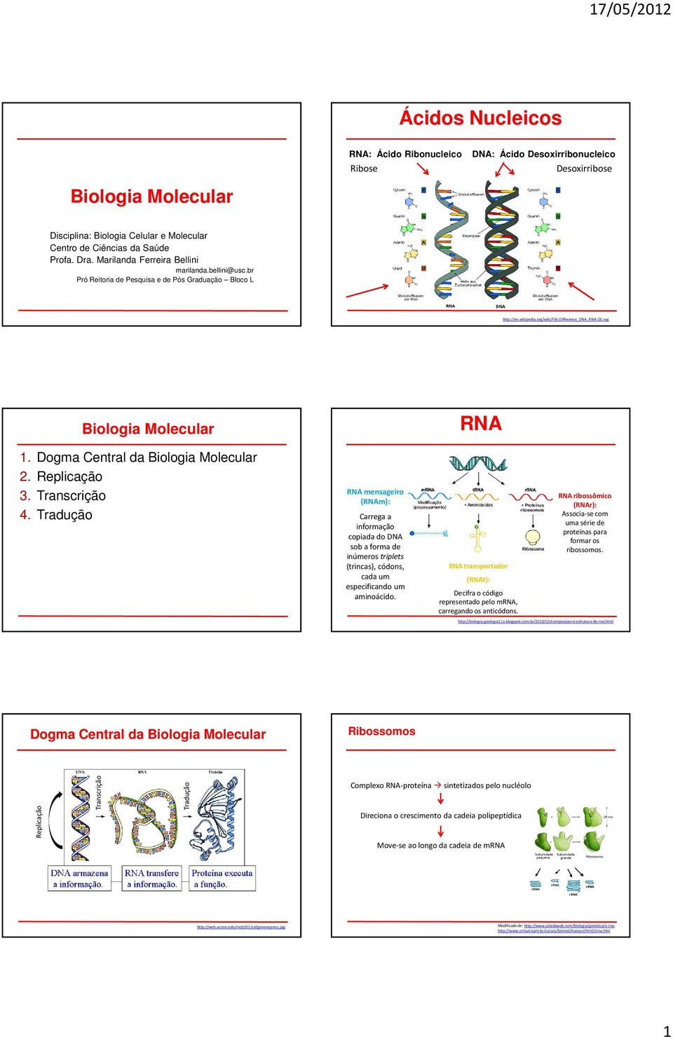 Dogma Central da Biologia Molecular 2. 3. 4. Tradução RN mensageiro (RNm): Carrega a informação copiada do DN sob a forma de inúmeros triplets (trincas), códons, cada um especificando um aminoácido.