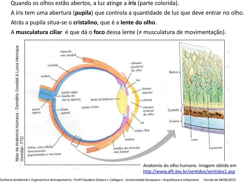 (parte colorida). A íris tem uma abertura (pupila) que controla a quantidade de luz que deve entrar no olho.