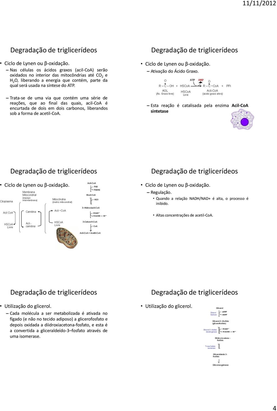 Esta reação é catalisada pela enzima AcilCoA sintetase Regulação. Quando a relação NADH/NAD+ é alta, o processo é inibido. Altas concentrações de acetilcoa. Utilização do glicerol.