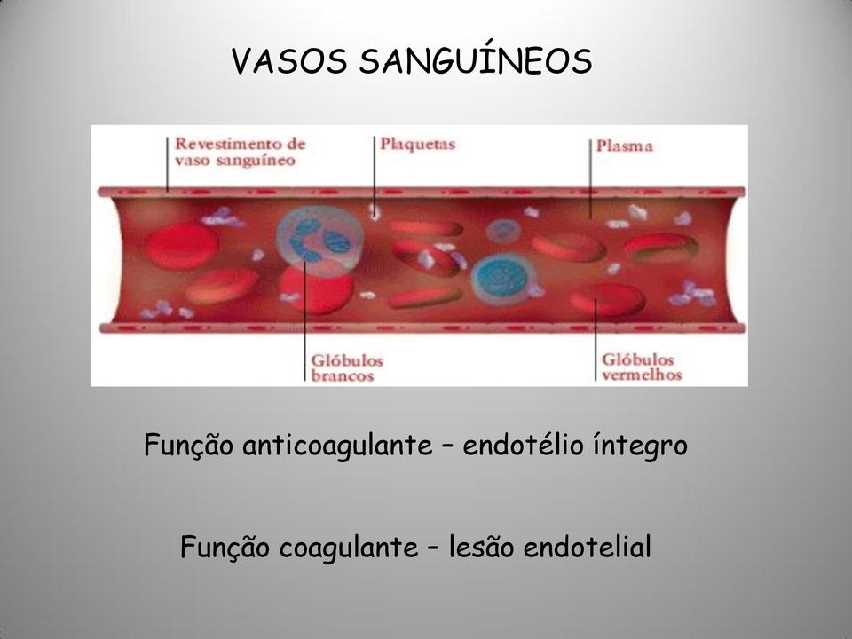 endotélio íntegro