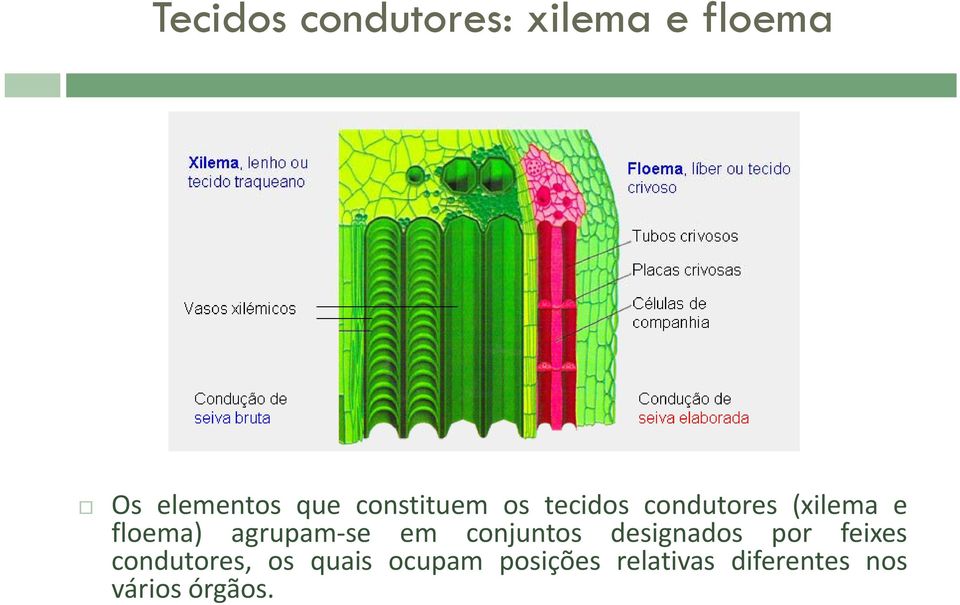 agrupam se em conjuntos designados por feixes