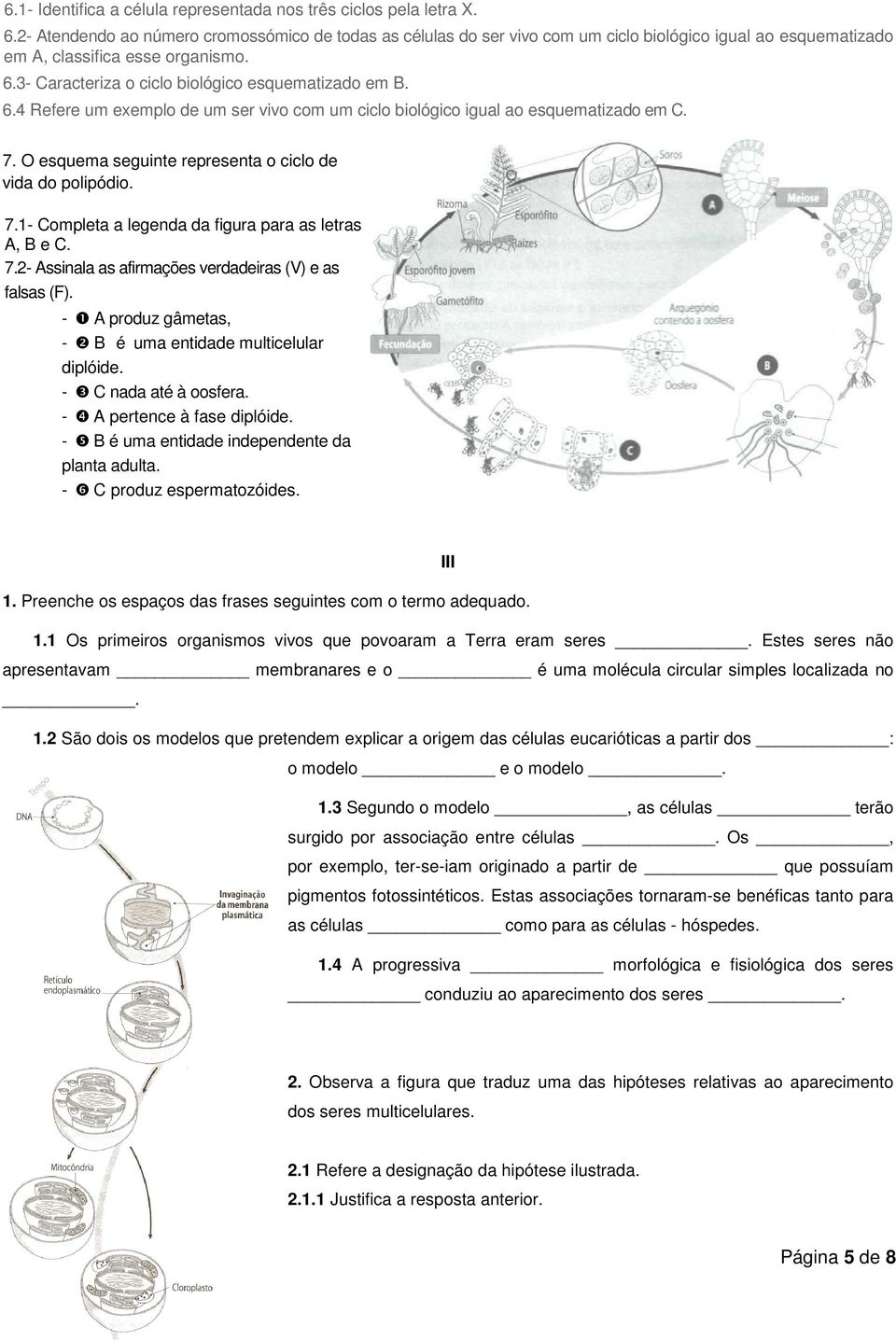 3- Caracteriza o ciclo biológico esquematizado em B. 6.4 Refere um exemplo de um ser vivo com um ciclo biológico igual ao esquematizado em C. 7.