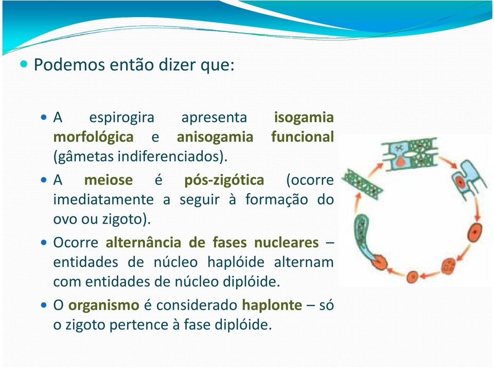 A meiose é pós zigótica (ocorre imediatamente a seguir à formação do ovo ou zigoto).