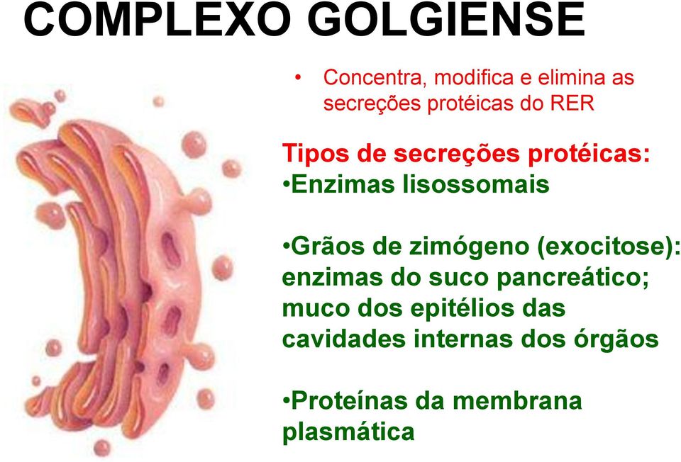 Grãos de zimógeno (exocitose): enzimas do suco pancreático; muco dos