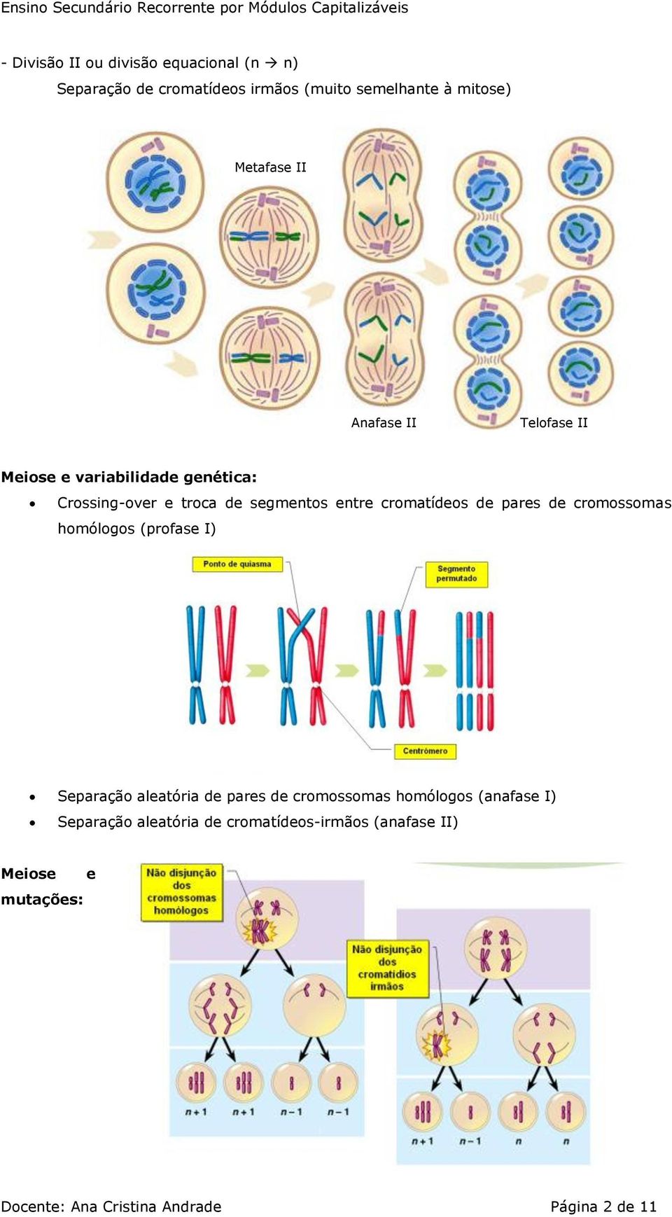 pares de cromossomas homólogos (profase I) Separação aleatória de pares de cromossomas homólogos (anafase I)