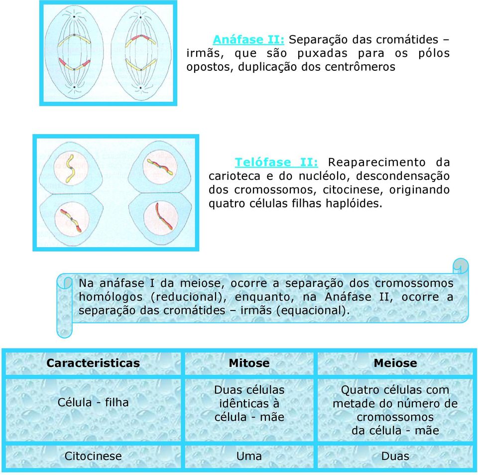 Na anáfase I da meiose, ocorre a separação dos cromossomos homólogos (reducional), enquanto, na Anáfase II, ocorre a separação das cromátides