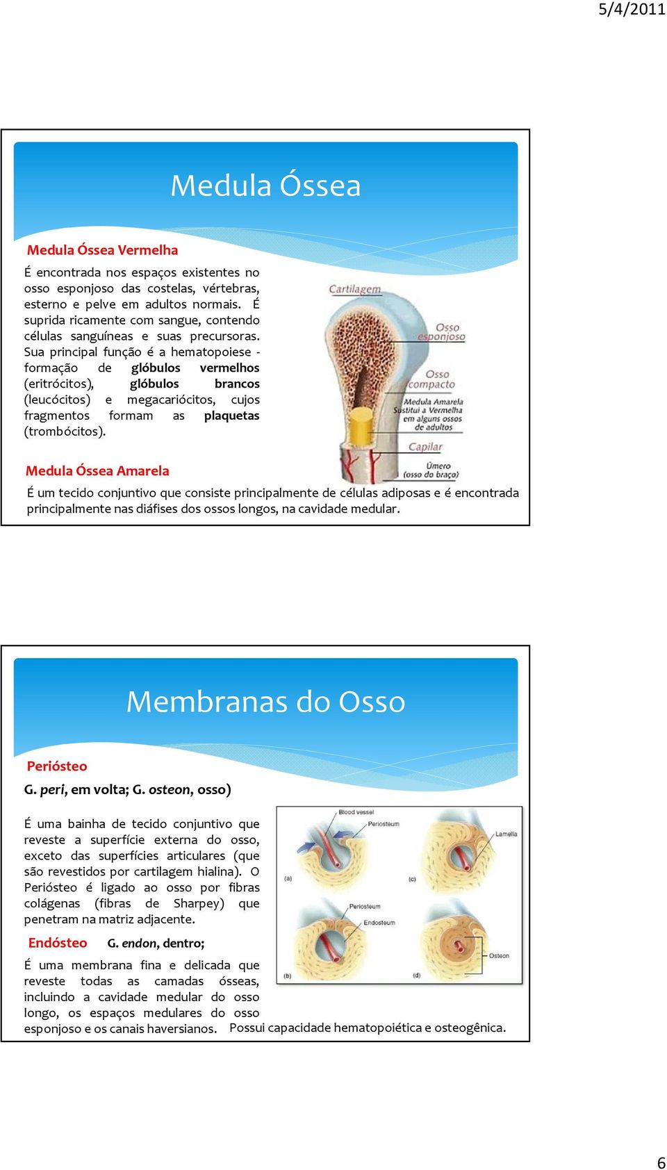 Sua principal função é a hematopoiese - formação de glóbulos vermelhos (eritrócitos), glóbulos brancos (leucócitos) e megacariócitos, cujos fragmentos formam as plaquetas (trombócitos).