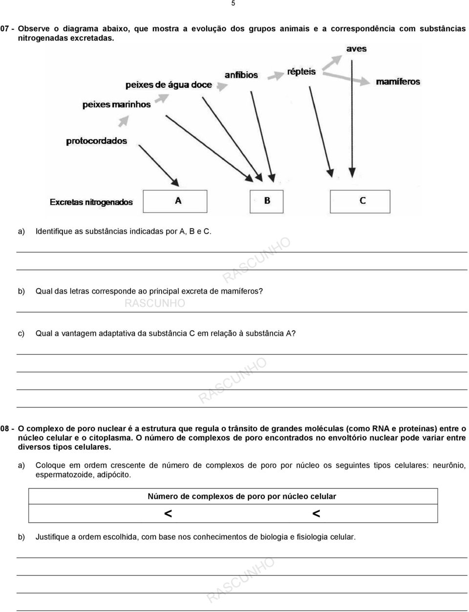 08 - O complexo de poro nuclear é a estrutura que regula o trânsito de grandes moléculas (como RNA e proteínas) entre o núcleo celular e o citoplasma.