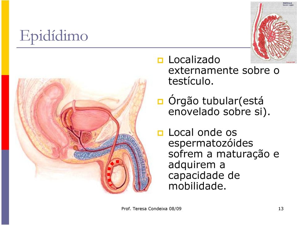 Local onde os espermatozóides sofrem a maturação e