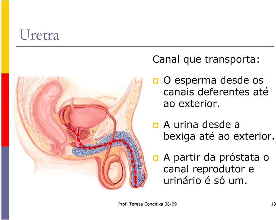 A urina desde a bexiga até ao exterior.