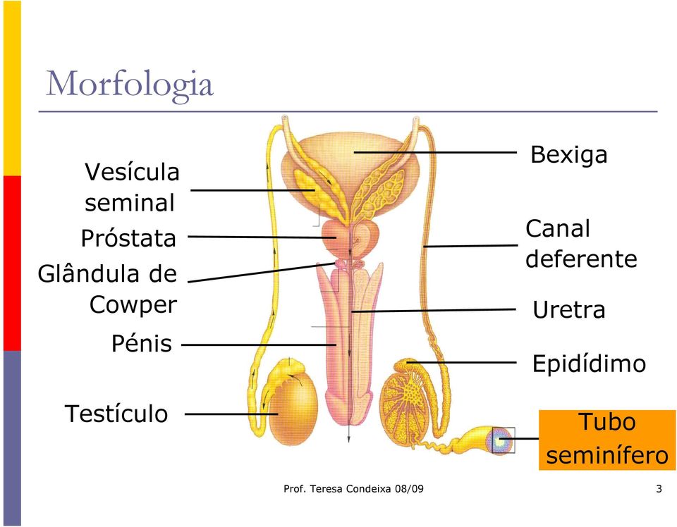 Bexiga Canal deferente Uretra Epidídimo