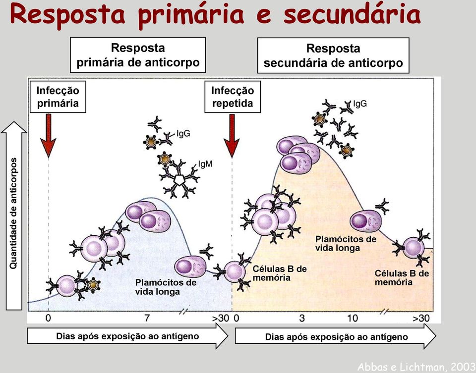 Plamócitos de vida longa Células B de memória Plamócitos de vida longa Células B de