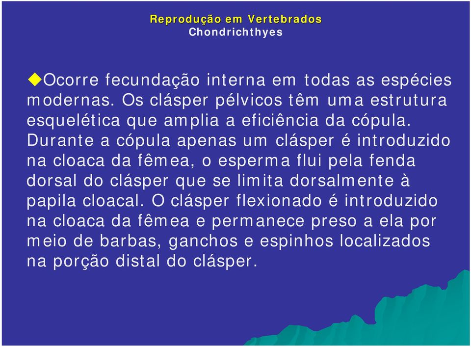 Durante a cópula apenas um clásper é introduzido na cloaca da fêmea, o esperma flui pela fenda dorsal do clásper que