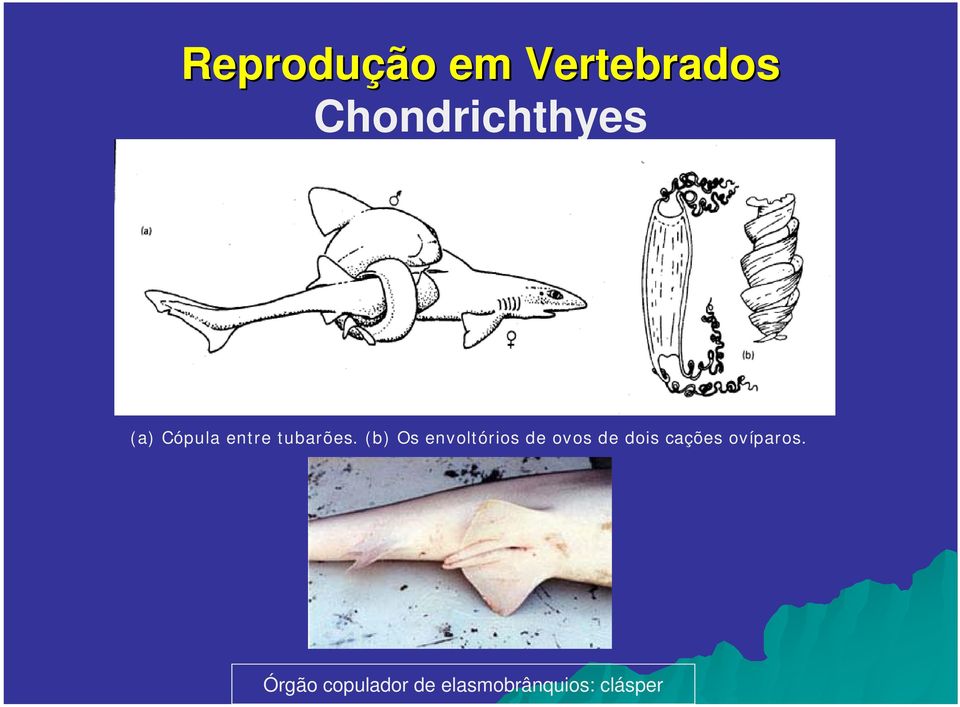 (b) Os envoltórios de ovos de dois