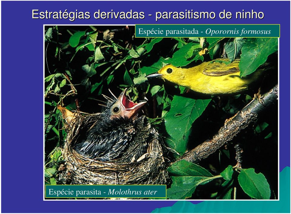 parasitada - Oporornis