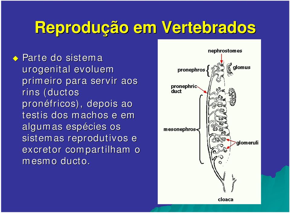 ao testis dos machos e em algumas espécies os