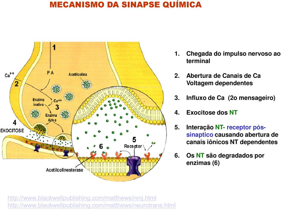 Interação NT- receptor póssinaptico causando abertura de canais iônicos NT dependentes 6.