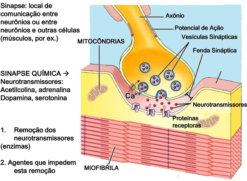 Neurotransmissores: Acetilcolina, adrenalina Dopamina, serotonina 1.