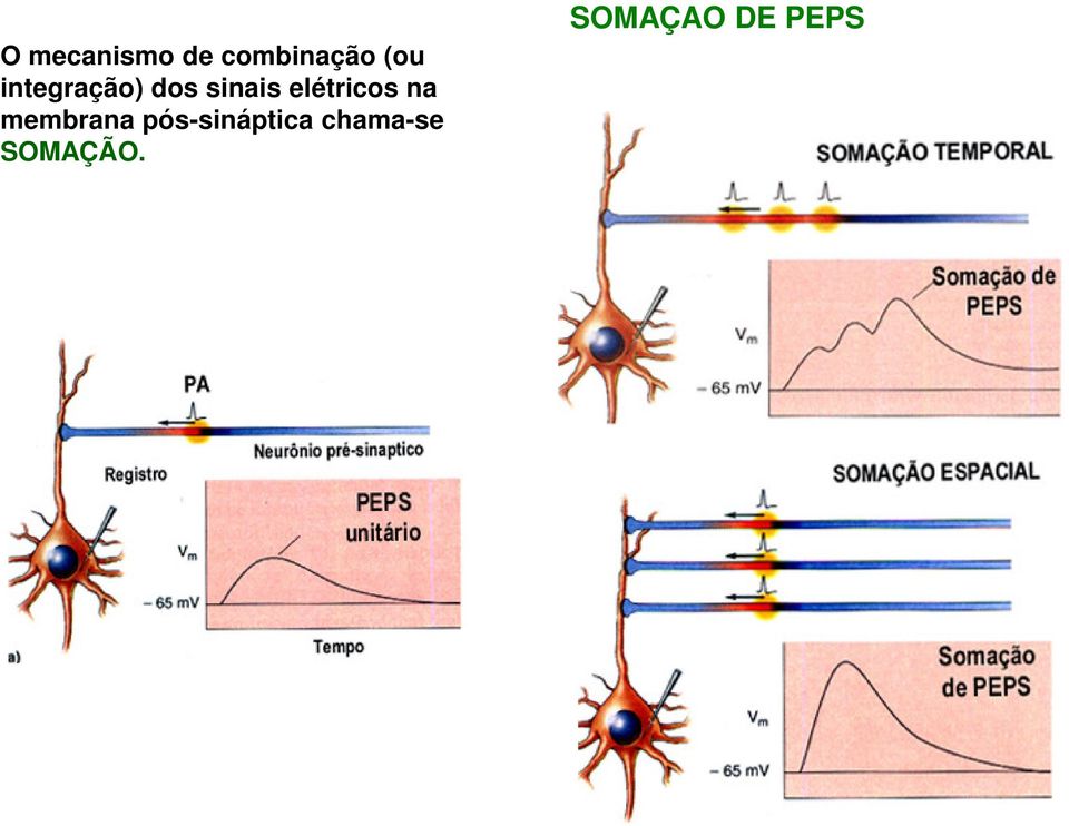 elétricos na membrana