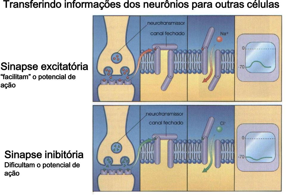 facilitam o potencial de ação Sinapse