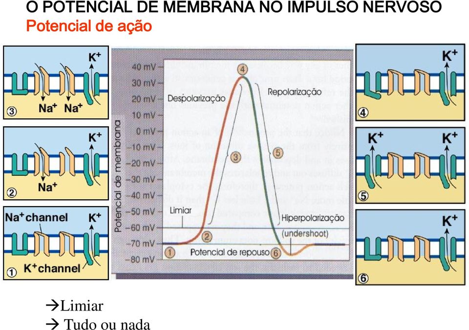 NERVOSO Potencial