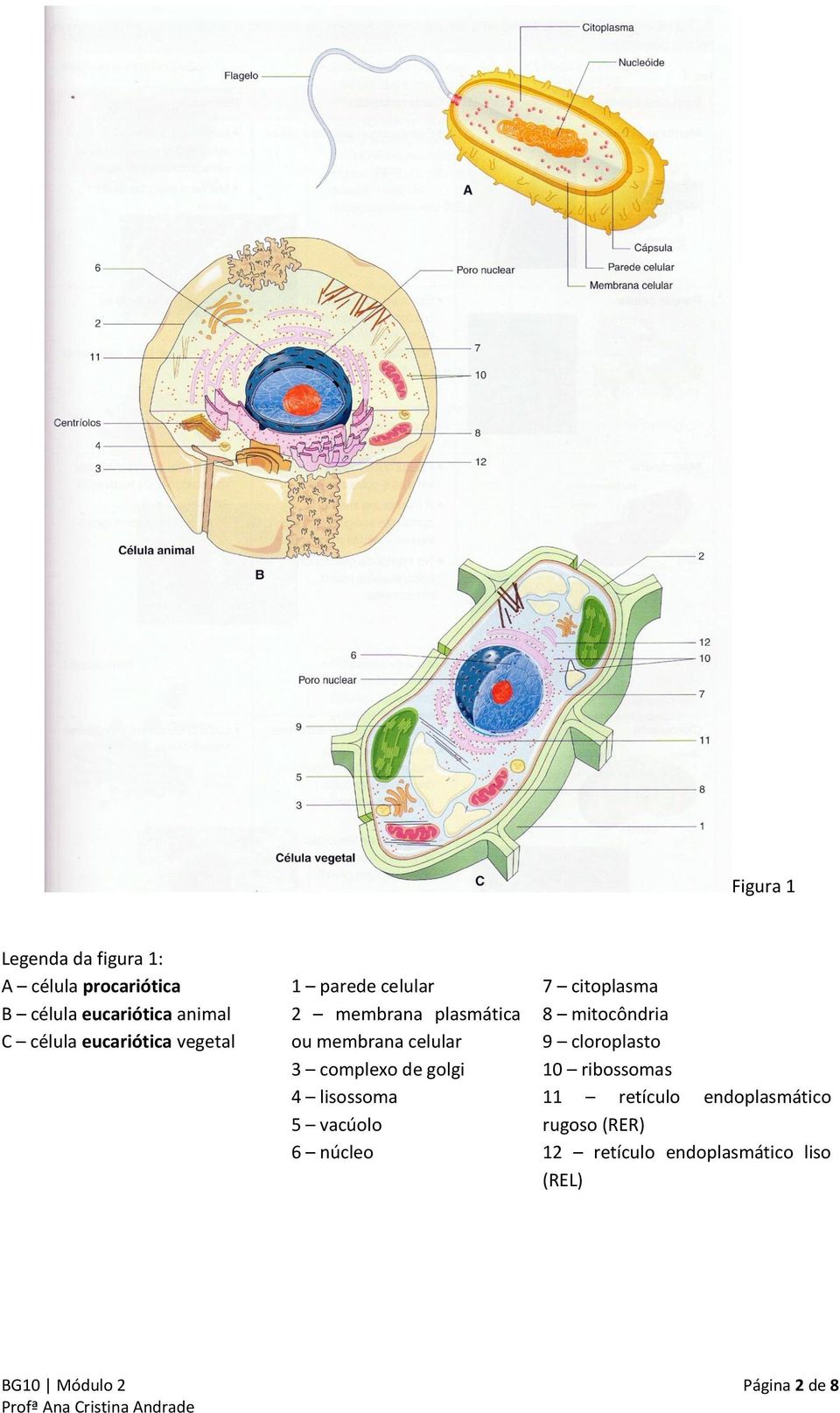 golgi 4 lisossoma 5 vacúolo 6 núcleo 7 citoplasma 8 mitocôndria 9 cloroplasto 10 ribossomas 11