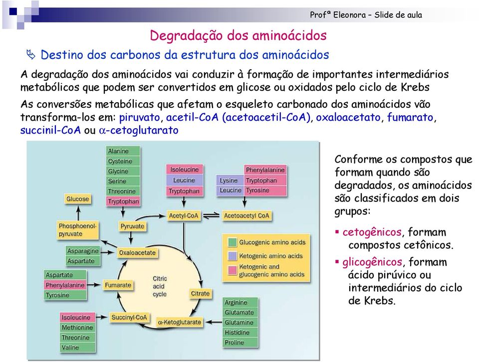 dos aminoácidos vão transforma-los em: piruvato, acetil-oa (acetoacetil-oa), oxaloacetato, fumarato, succinil-oa ou α-cetoglutarato onforme os compostos que formam