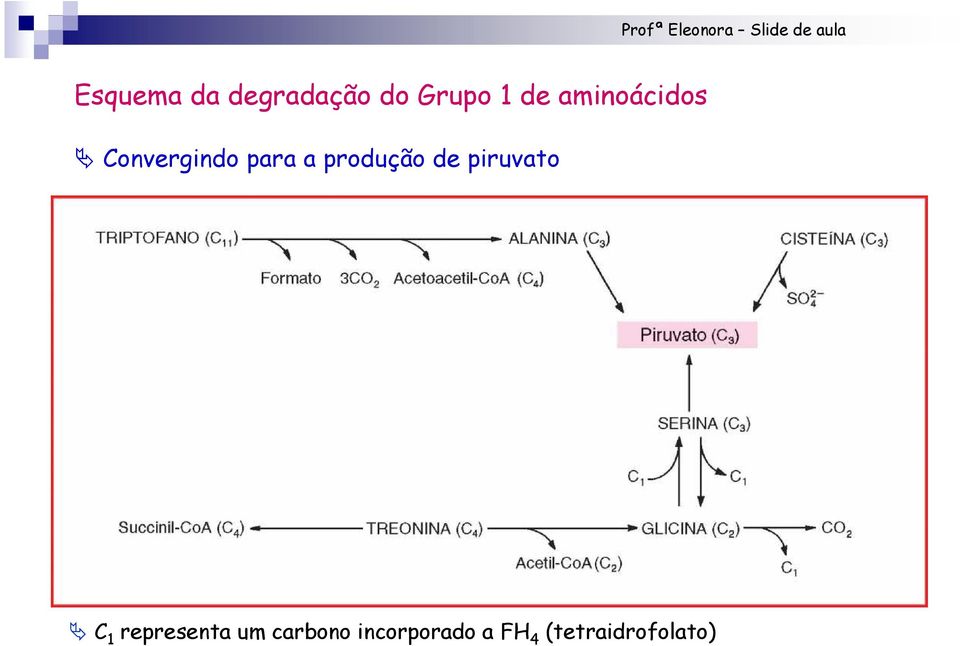 produção de piruvato 1 representa um