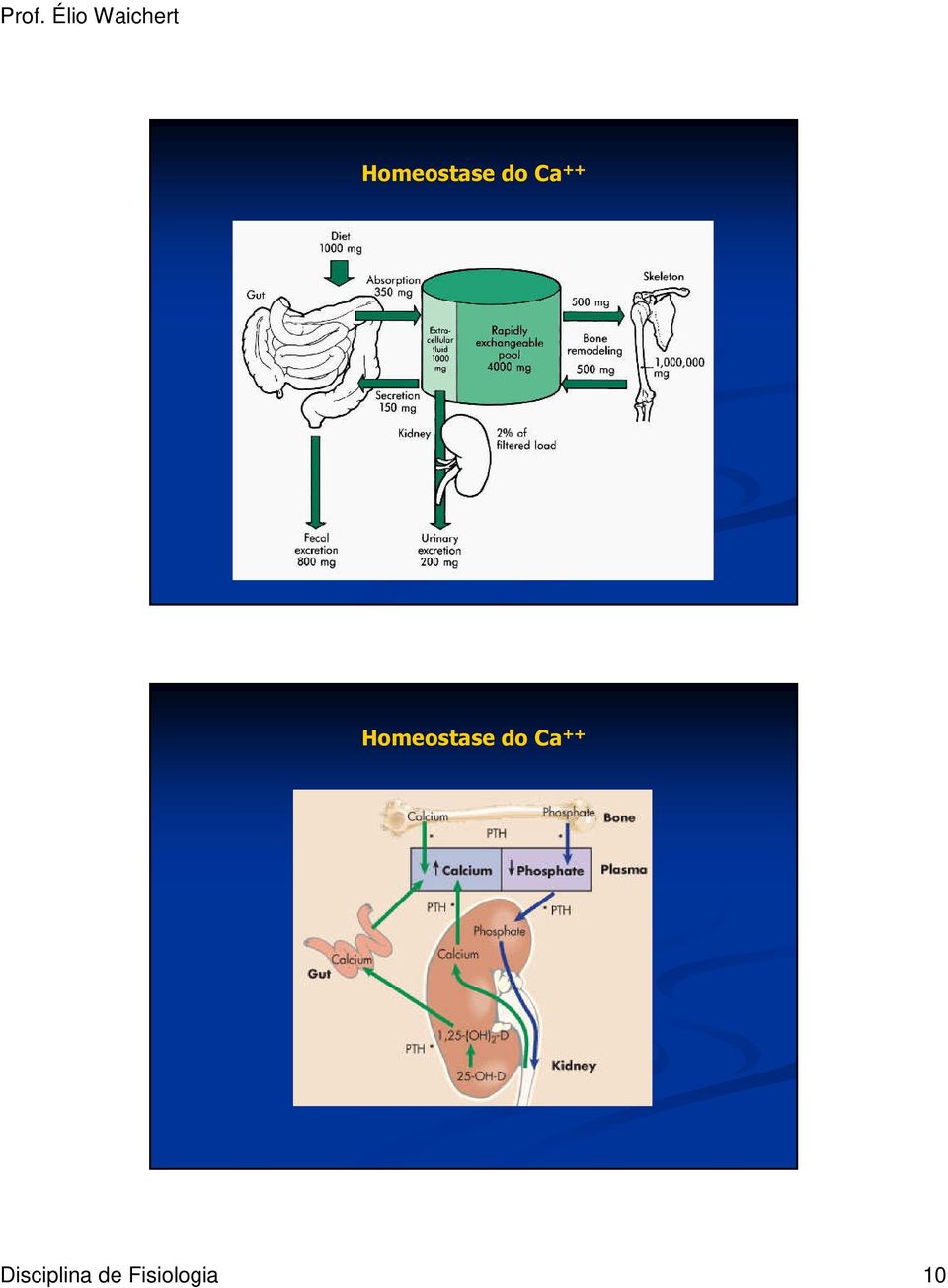 Fisiologia 10