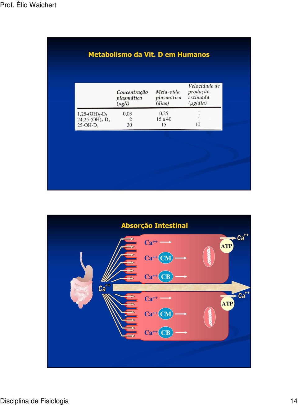 Intestinal ATP Ca ATP