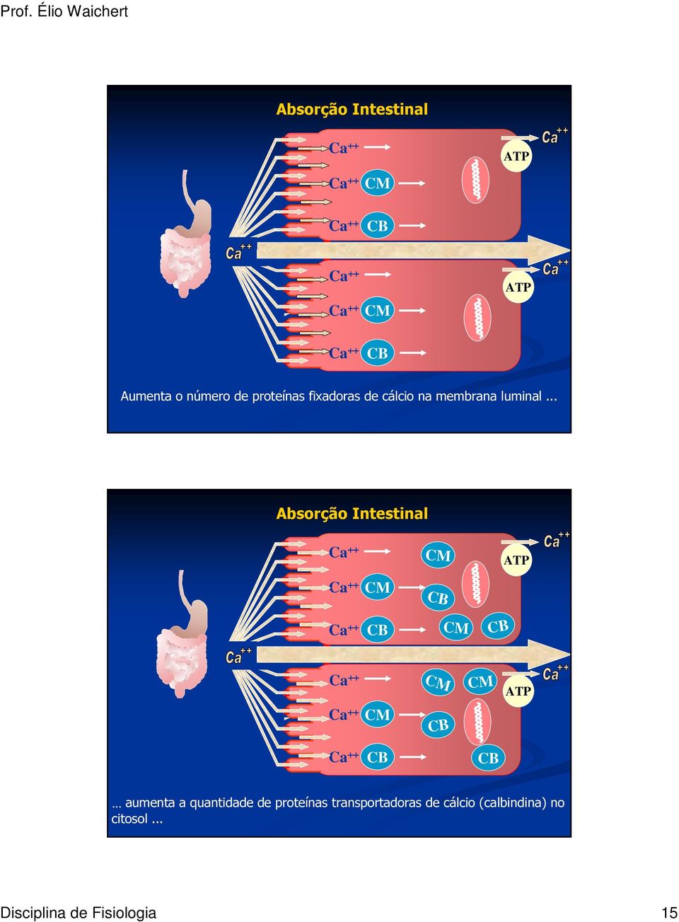 .. Absorção Intestinal ATP Ca ATP.