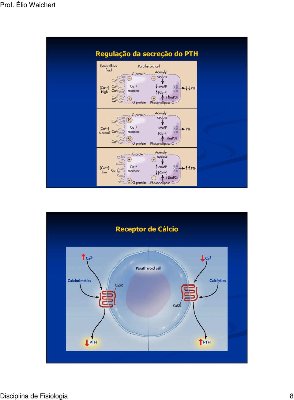 Receptor de Cálcio