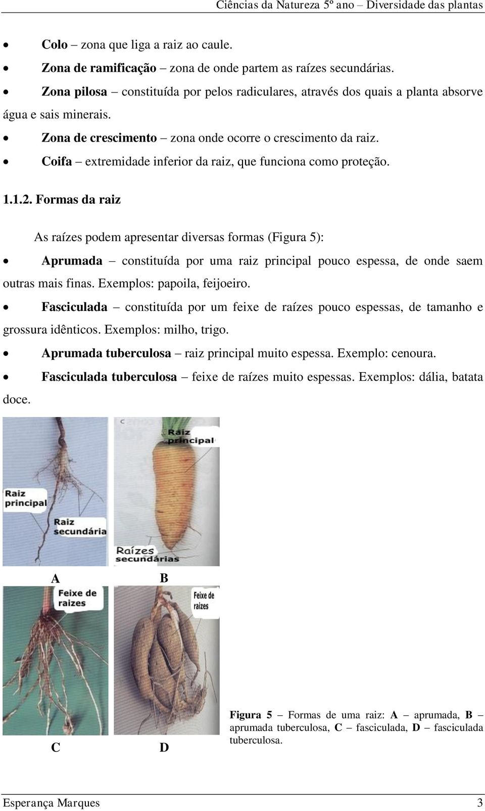 Coifa extremidade inferior da raiz, que funciona como proteção. 1.1.2.